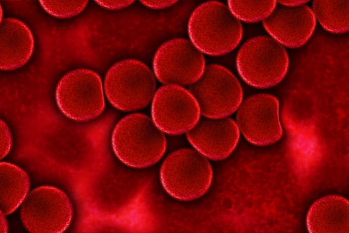 Magyar áttörés a veleszületett immunitás működésének megértésében
