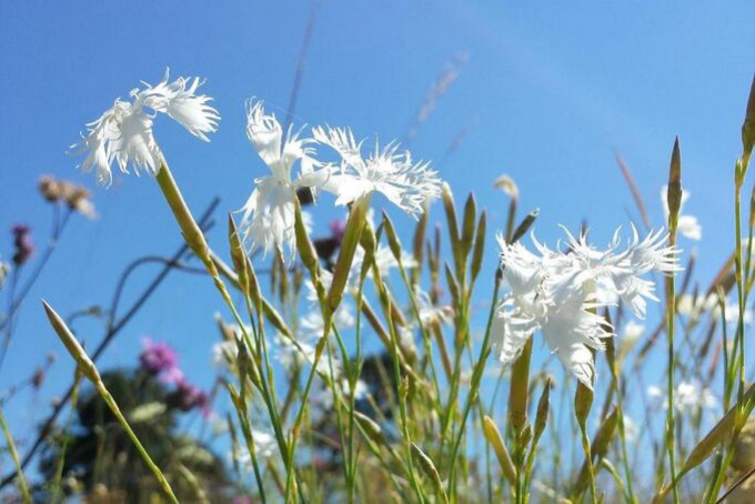 Natura Mirabilis – Akadémiai természetfotó pályázat