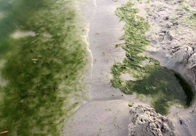 Fonalas zöldalgák  a homokos fövenyen 2017 júniusában a Siófoki-medencében 