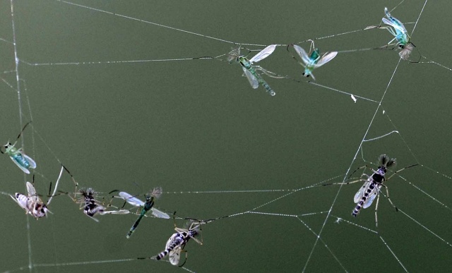 Pókhálóban fennakadt árvaszúnyogok a Balaton partján