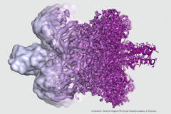 Forradalmi változást hozott a biológiában a Nobel-díjjal elismert új mikroszkóp