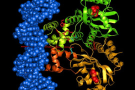 Cellular studies in Szeged confirm new protein-biochemical theory made by Cambridge researchers