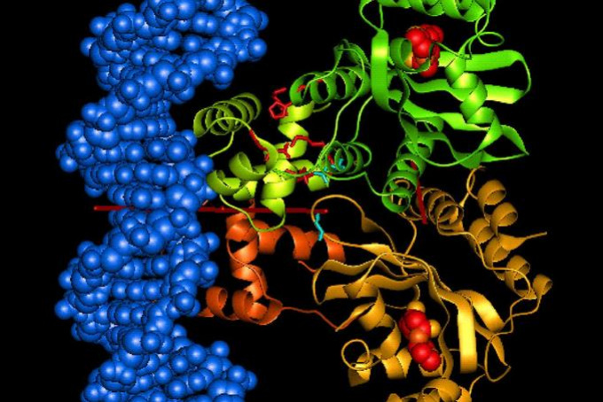 Cellular studies in Szeged confirm new protein-biochemical theory made by Cambridge researchers