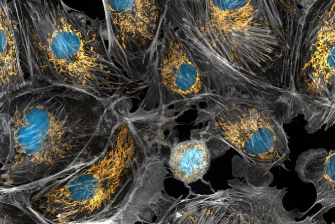 Two billion-year-old predecessors of our cells could have been the most successful farmers on Earth