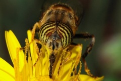 A méhek védelmében ökológiailag intenzívebbé kellene tenni a földművelést