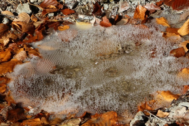 Szén-dioxid-kiáramlás az Apor-lányok feredője nevű területen