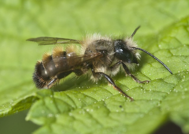 Faliméh (Osmia bicornis)