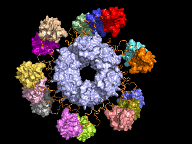 A fertőzések elleni védelemben játszik szerepet az ASC inflammaszóma, mely a velünk született immunrendszer eleme. A fertőzésre adott válaszként a molekula PYD doménje (szürkével ábrázolva) összerendeződik, melyet a színessel ábrázolt CARD domének aggregá