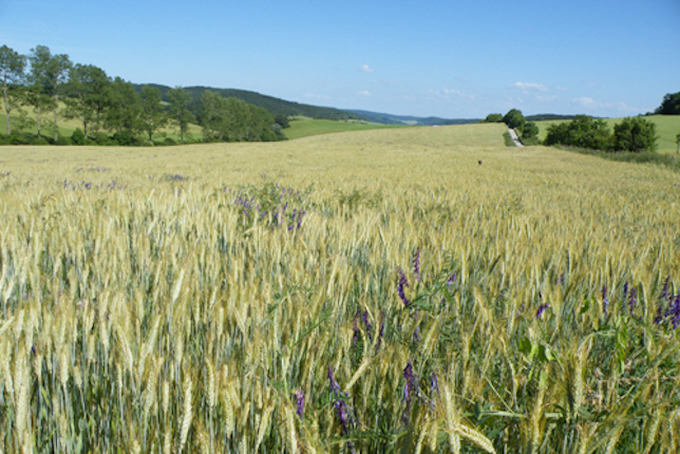 Az Akadémián ismertetik az EASAC új jelentését az európai regeneratív mezőgazdaságról