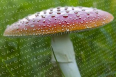 A gombák családfái segíthetnek választ adni evolúciónk ősi kérdéseire