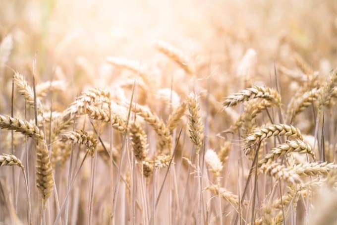 Innováció a hazai búzatermesztésben – elismerés az MTA Agrártudományi Kutatóközpontjának