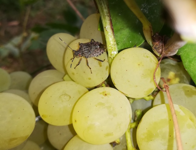 Vándorpoloska (Nezara viridula) egy szőlőfürtön