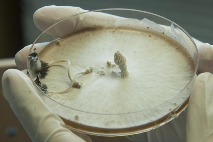 Génszabályozási hálózatokat térképeznek Szegeden a fenntarthatóbb biotechnológiáért