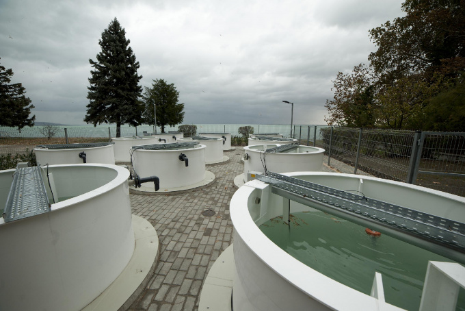 Vízi mezokozmosz: evolúciós kísérleti tartályokat létesítettek a Balaton partján