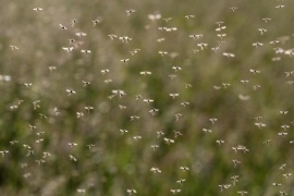 A szúnyogállomány monitorozásának és célzott gyérítésének járványügyi fontossága - A Magyar Tudományos Akadémia felhívása és megoldási javaslata a döntéshozók számára, 2018.