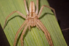 Fékezhetik-e pókok egy búzabetegség terjedését?