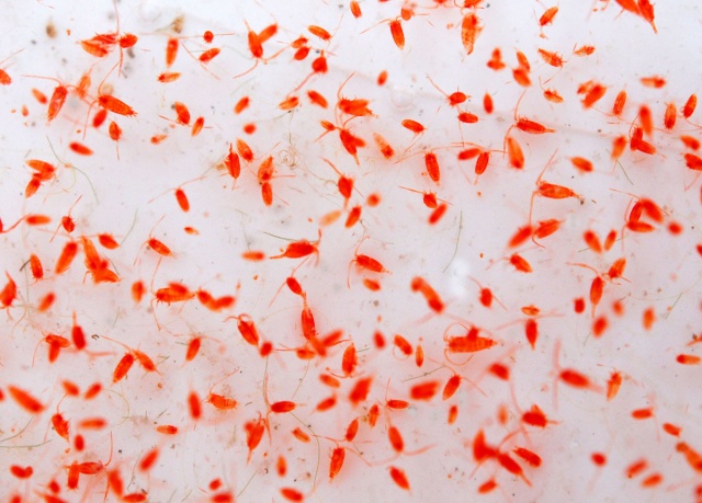A sziki lebegőkandics egy néhány milliméteres karotionidoktól élénk piros színű evezőlábú rák, amely a szürkés-fehér zavaros vizű szikes tavak zooplanktonjának jellegzetes karakterfaja