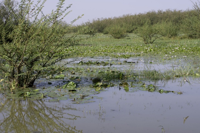 Nymphaea lotus