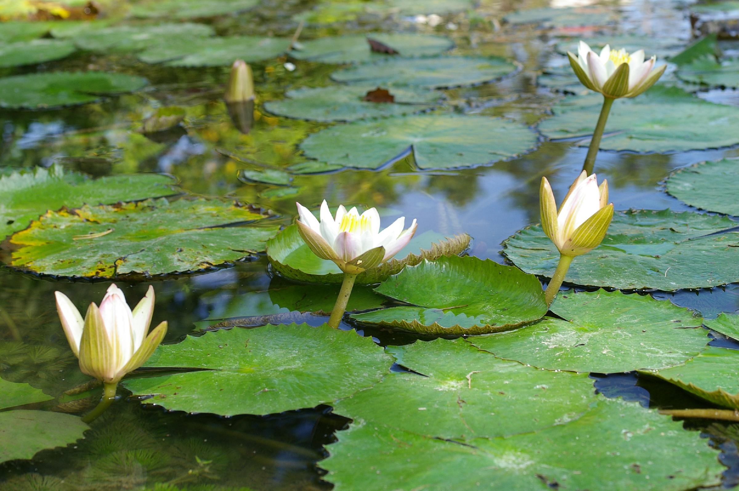 Is Nymphaea lotus  var thermalis a Tertiary relict in 