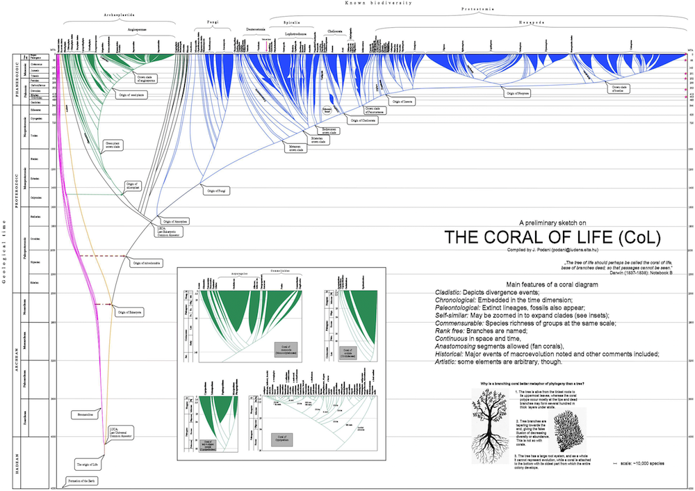 Az élet korallja prototípusa. Az ábra Microsoft Powerpoint felhasználásával készült egy kézzel rajzolt változat nyomán. Az ábra nagyobb felbontásban elérhető az Evolutionary Biology oldalán