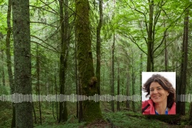 Mennyit ér egy erdő? – beszélgetés Aszalós Réka ökológussal
