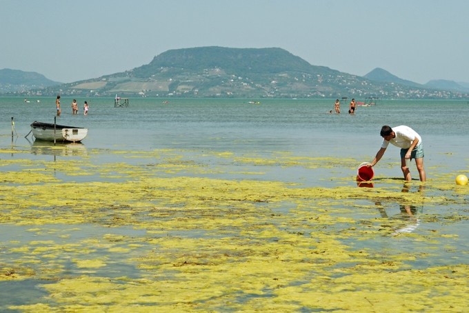 Minden, amit a Balaton algáiról tudni akart – Vörös Lajos ökológus áttekintő írása