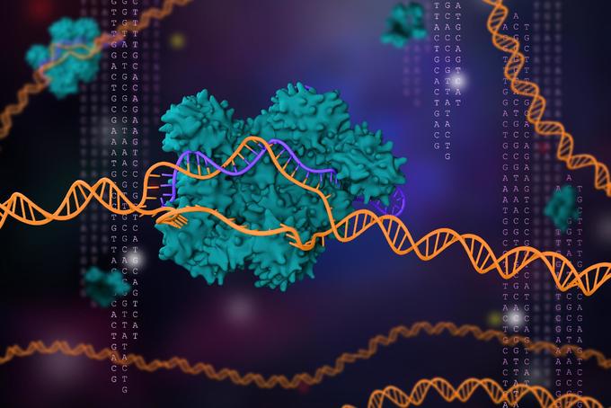A genomszerkesztés svájci bicskája: a CRISPR/Cas9 rendszer