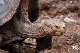 Az öregedésnek is lehetnek evolúciós előnyei