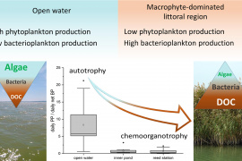 Dense macrophyte cover has significant structural and functional influence
on planktonic microbial communities leading to bacterial success