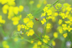 EASAC’s New Report on Neonicotinoids presented at the Headquarters of the Hungarian Academy of Sciences