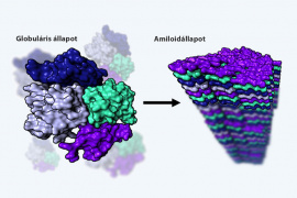 Magyar térszerkezet-kutatók tárták fel az „egészséges” amiloidok molekuláris működését