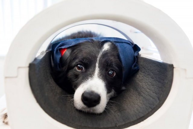 Border collie neuroetológiai vizsgálata