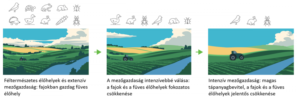 Az egyre intenzívebbé váló mezőgazdasági művelés miatt drámaian csökken a szántóföldeken a biodiverzitás
