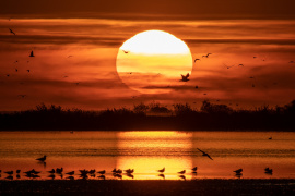 EASAC: Restoring Europe’s natural habitats would deliver a tenfold return on investment