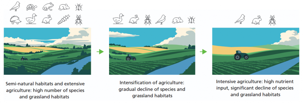 Decline in farmland biodiversity owing to intensification of land use. Source: Sustainable use of plant protection products