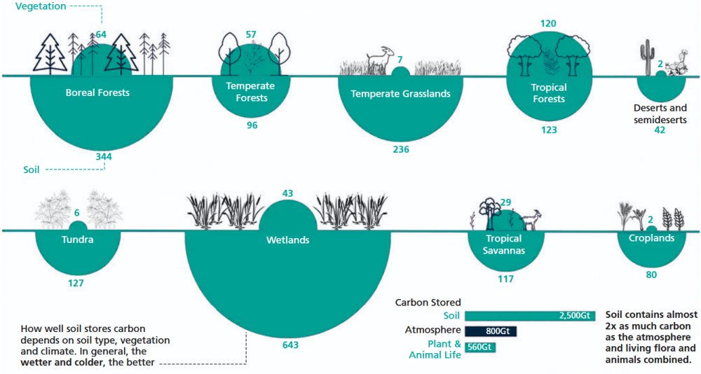 Distribution of carbon below and above ground in different types of ecosystem (in tonnes per hectare)