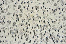 Magyar tájak élő öröksége – az MTA „Natura Mirabilis” országos természetfotó-pályázatának díjnyertes képei