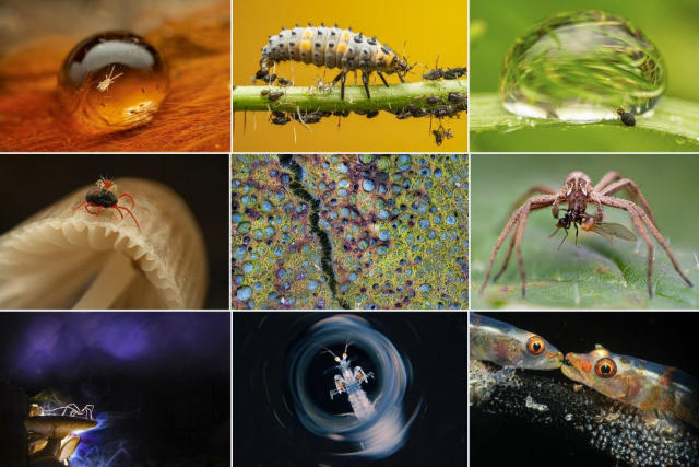 Fenséges jégmadár, sárganyakú erdeiegér, atkán lovagló atka – az MTA „Natura Mirabilis” országos természetfotó-pályázatának legjobb képei