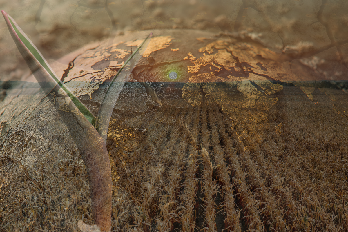 'Arany mezők, ezüst folyók